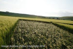 Liddington Castle, Wiltshire crop circle, aerial photo 121