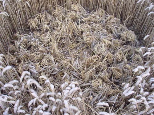 Kennett, Wiltshire crop circle, aerial photo 23