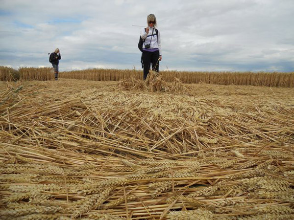 Lurkeley Hill, Wiltshire crop circle, aerial photo 64