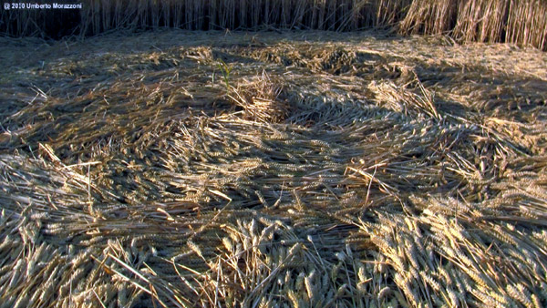 Lurkeley Hill, Wiltshire crop circle, ground photo 58