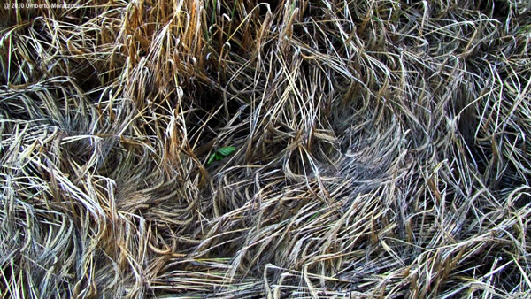 Lurkeley Hill, Wiltshire crop circle, aerial photo 51