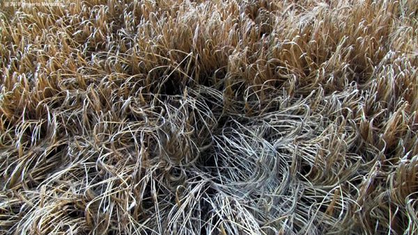 Lurkeley Hill, Wiltshire crop circle, aerial photo 50