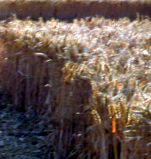 Lurkeley Hill, Wiltshire crop circle, aerial photo 14