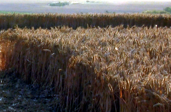 Lurkeley Hill, Wiltshire crop circle, aerial photo 13