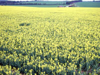 Old Sarum, Wiltshire crop circle, aerial photo 71