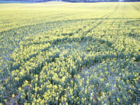 Old Sarum, Wiltshire crop circle, aerial photo 70