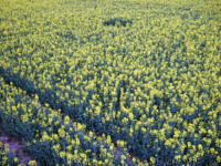 Old Sarum, Wiltshire crop circle, aerial photo 73