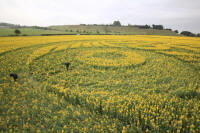 Old Sarum, Wiltshire crop circle, aerial photo 63