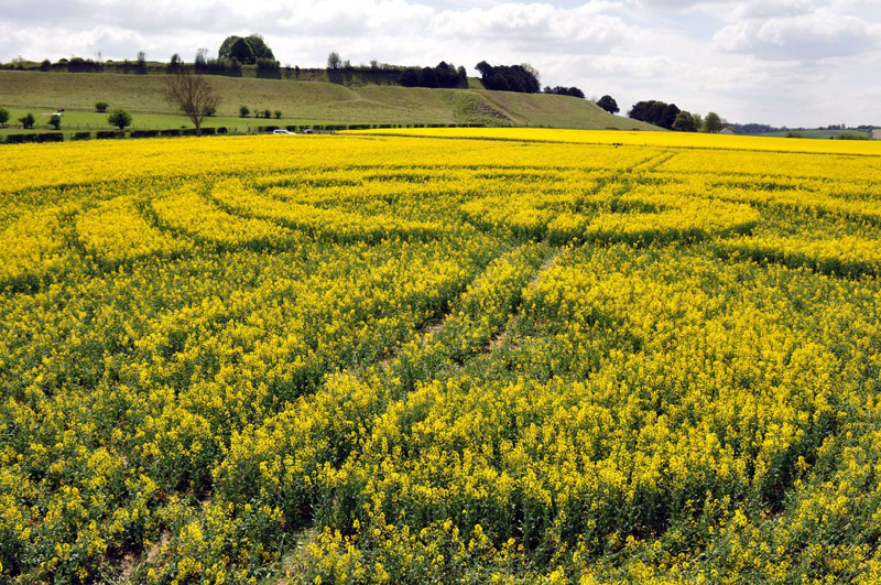 Old Sarum, Wiltshire crop circle, aerial photo 58