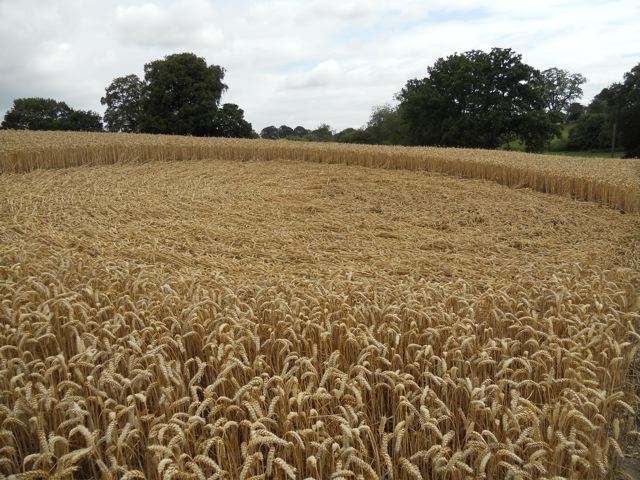 Pewsey Wharf, Wiltshire crop circle, aerial photo 4