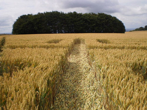 Roundway Hill, Wiltshire crop circle, aerial photo 56