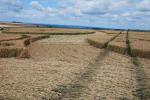 Roundway Hill, Wiltshire crop circle, ground photo 55
