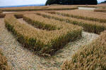 Roundway Hill, Wiltshire crop circle, ground photo 52