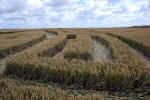 Roundway Hill, Wiltshire crop circle, ground photo 47