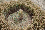 Roundway Hill, Wiltshire crop circle, ground photo 48