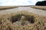 Roundway Hill, Wiltshire crop circle, ground photo 49