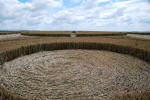Roundway Hill, Wiltshire crop circle, ground photo 50