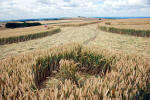 Roundway Hill, Wiltshire crop circle, ground photo 51