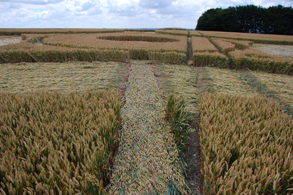Roundway Hill, Wiltshire crop circle, ground photo 46