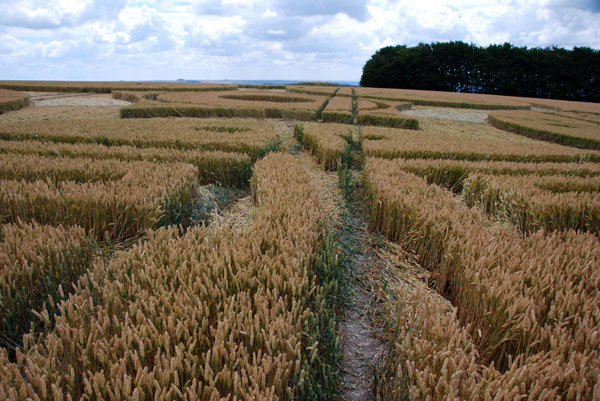 Roundway Hill, Wiltshire crop circle, ground photo 45