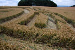 Roundway Hill, Wiltshire crop circle, ground photo 53