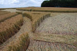 Roundway Hill, Wiltshire crop circle, ground photo 54