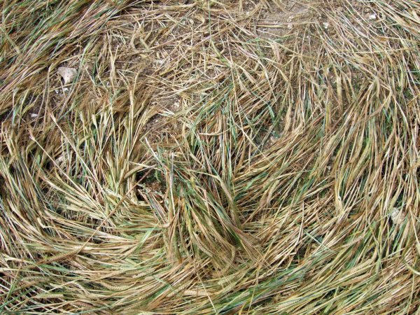 Sandy Lane, Hampshire crop circle, aerial photo 19