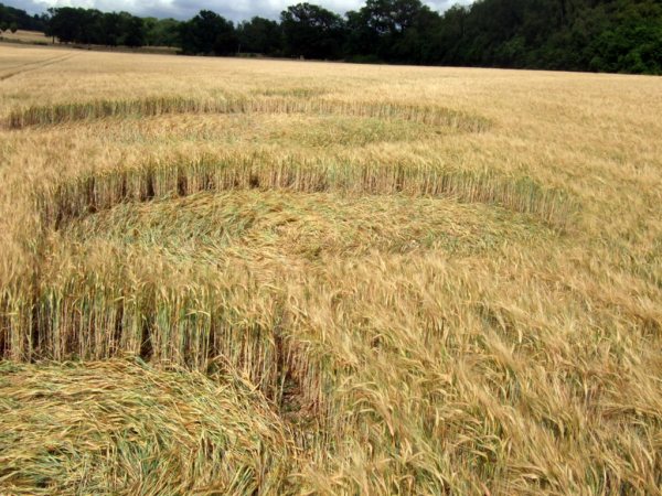 Sandy Lane, Hampshire crop circle, aerial photo 21