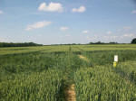 Savernake Forest, Wiltshire crop circle, aerial photo 79