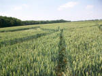 Savernake Forest, Wiltshire crop circle, aerial photo 92