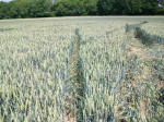 Savernake Forest, Wiltshire crop circle, aerial photo 86