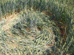 Savernake Forest, Wiltshire crop circle, aerial photo 83