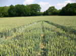 Savernake Forest, Wiltshire crop circle, aerial photo 89