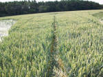 Savernake Forest, Wiltshire crop circle, aerial photo 78