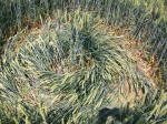 Savernake Forest, Wiltshire crop circle, aerial photo 75
