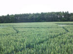 Savernake Forest, Wiltshire crop circle, aerial photo 77