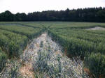 Savernake Forest, Wiltshire crop circle, aerial photo 70
