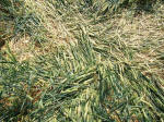 Savernake Forest, Wiltshire crop circle, aerial photo 73