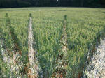 Savernake Forest, Wiltshire crop circle, aerial photo 71