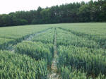 Savernake Forest, Wiltshire crop circle, aerial photo 84