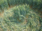 Savernake Forest, Wiltshire crop circle, aerial photo 81
