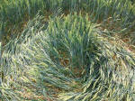Savernake Forest, Wiltshire crop circle, aerial photo 82
