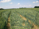 Savernake Forest, Wiltshire crop circle, aerial photo 88