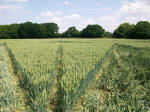 Savernake Forest, Wiltshire crop circle, aerial photo 87
