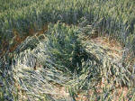 Savernake Forest, Wiltshire crop circle, aerial photo 91