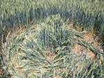Savernake Forest, Wiltshire crop circle, aerial photo 90