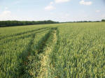 Savernake Forest, Wiltshire crop circle, aerial photo 80