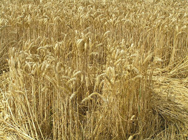 Savernake Forest, Wiltshire crop circle, aerial photo 93