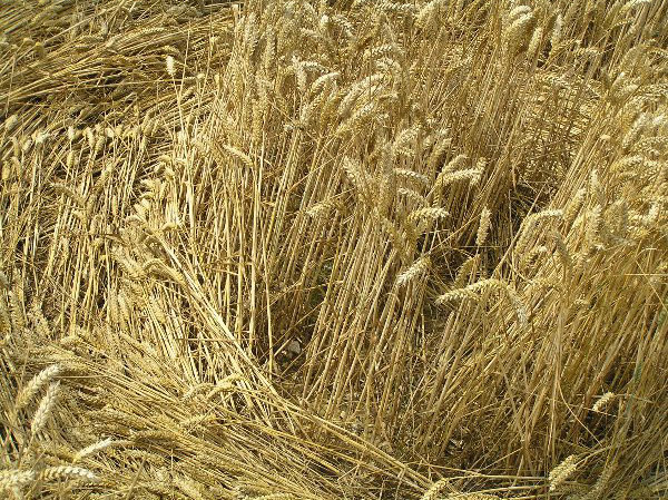 Savernake Forest, Wiltshire crop circle, aerial photo 94