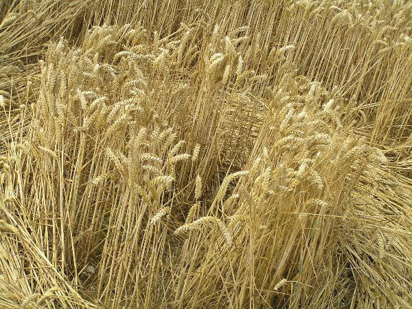 Savernake Forest, Wiltshire crop circle, aerial photo 95